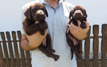 Labrador retriver, čokoladno leglo  