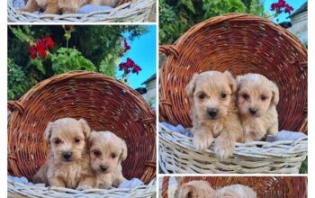 Maltipoo štenci