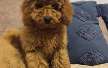Toj pudla (Toy Poodle)