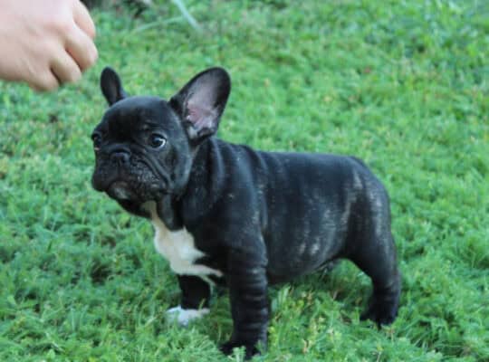 Francuski buldog stenci