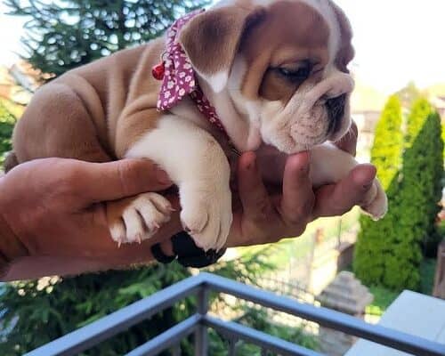 Engleski buldog