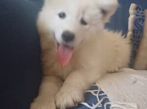 Samojed stenci