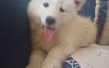 Samojed stenci