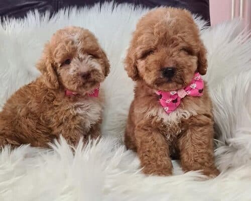 Labradoodle štenci F1B  