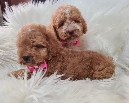 Labradoodle štenci F1B  