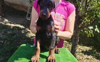 Doberman stenci 