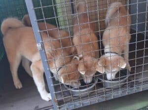 Akita inu štenci na prodaju HITNO