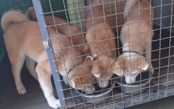 Akita inu štenci na prodaju HITNO