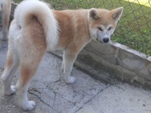 Akita inu štenci mužjaci na prodaju povoljno