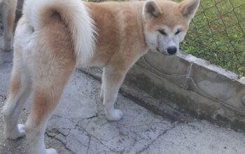 Akita inu štenci mužjaci na prodaju povoljno