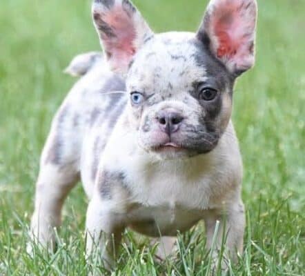 Francuski buldog