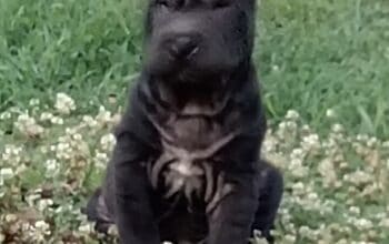 Sar pej