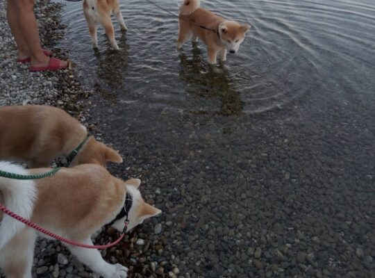 Akita inu štenci