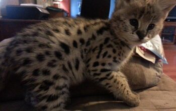 Savannah i caracal mačići imaju prioritet servala