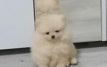 Pomeranski spic