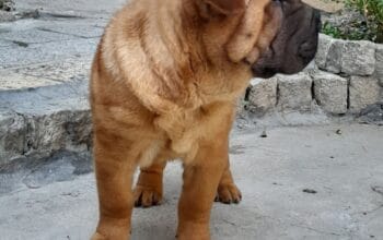 Shar pei – šar pej stenci