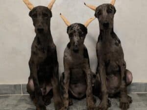 Doberman 