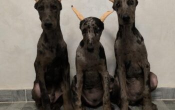 Doberman 