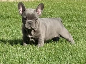 Francuski buldog 