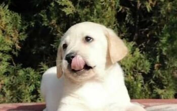 Labrador retriver