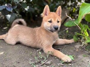 Štenci Shiba inu 