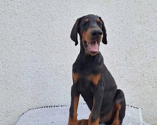 Doberman, vrhunski stenci