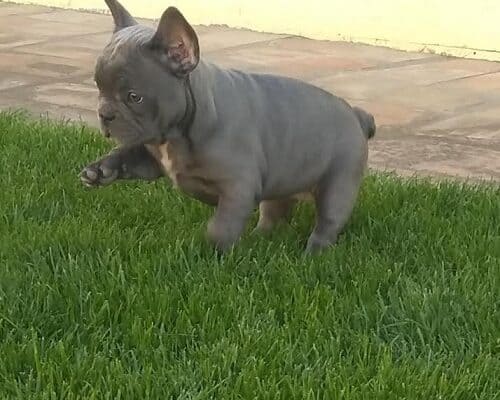 Francuski buldog 