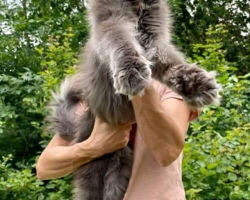 Maine Coon mačići