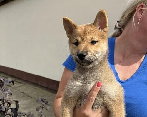 Štenci Shiba inu 