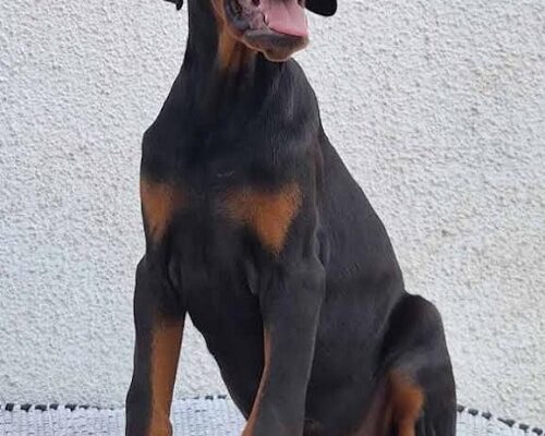 Doberman, vrhunski stenci