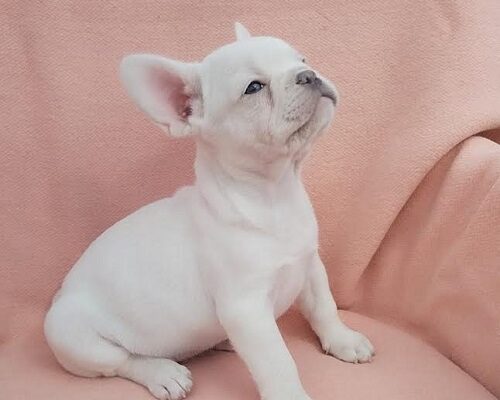 Francuski buldog 