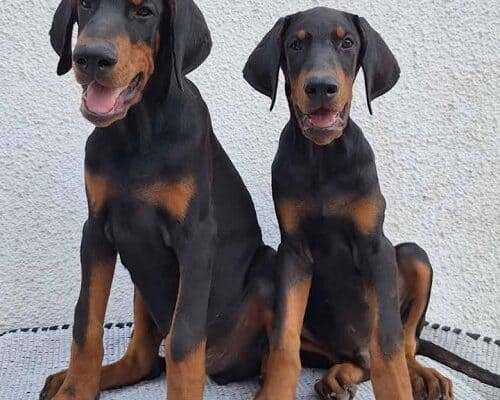 Doberman, vrhunski stenci