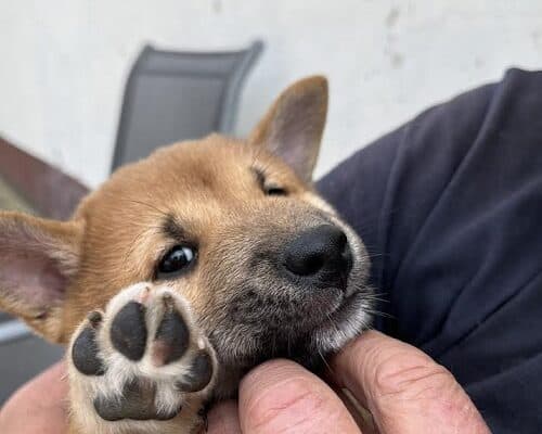 Štenci Shiba inu 