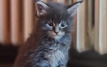 Maine Coon mačići