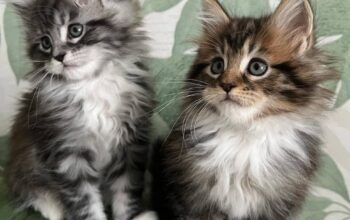 Mainecoon Kittens For Sale Near Me