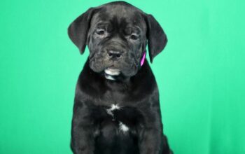Cane Corso prelepi stenci