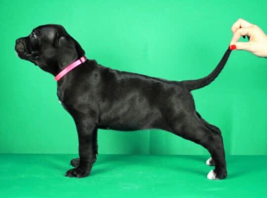 Cane Corso prelepi stenci