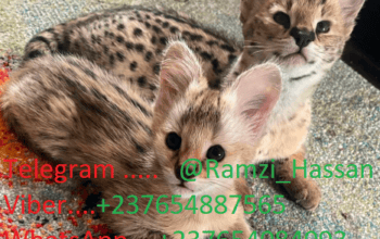 F1 and F2 Savannah kittens available
