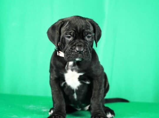 Cane Corso prelepi stenci