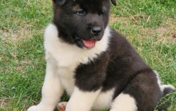 Americka Akita stenci