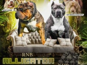 Američki Buli American Bully štenci