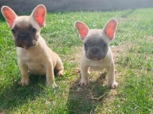 Francuski buldog stenci sa plavim ocima