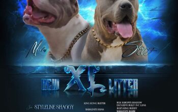 American bully xl