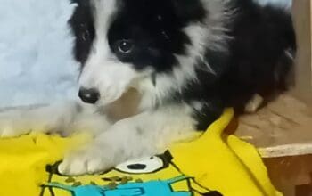 Border Collie