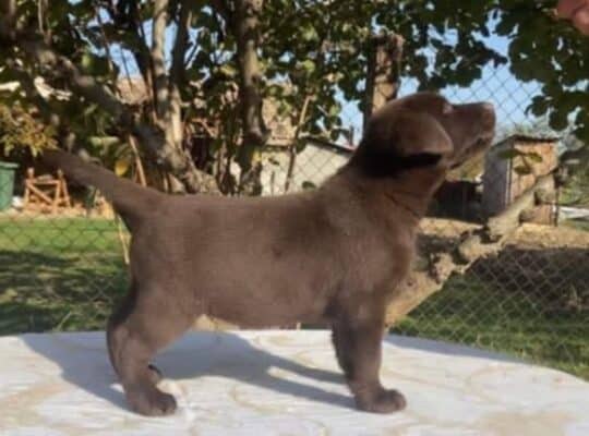 Labrador retriver, braon muzjak