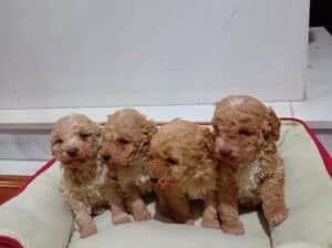 Maltipoo stenci