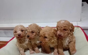 Maltipoo stenci