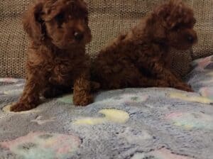 Crvena toy pudla, zenke
