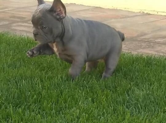 Francuski buldog 