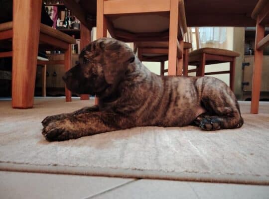 Presa Canario, vrhunsko leglo